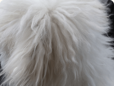 Bichon Frise puppy outdoors