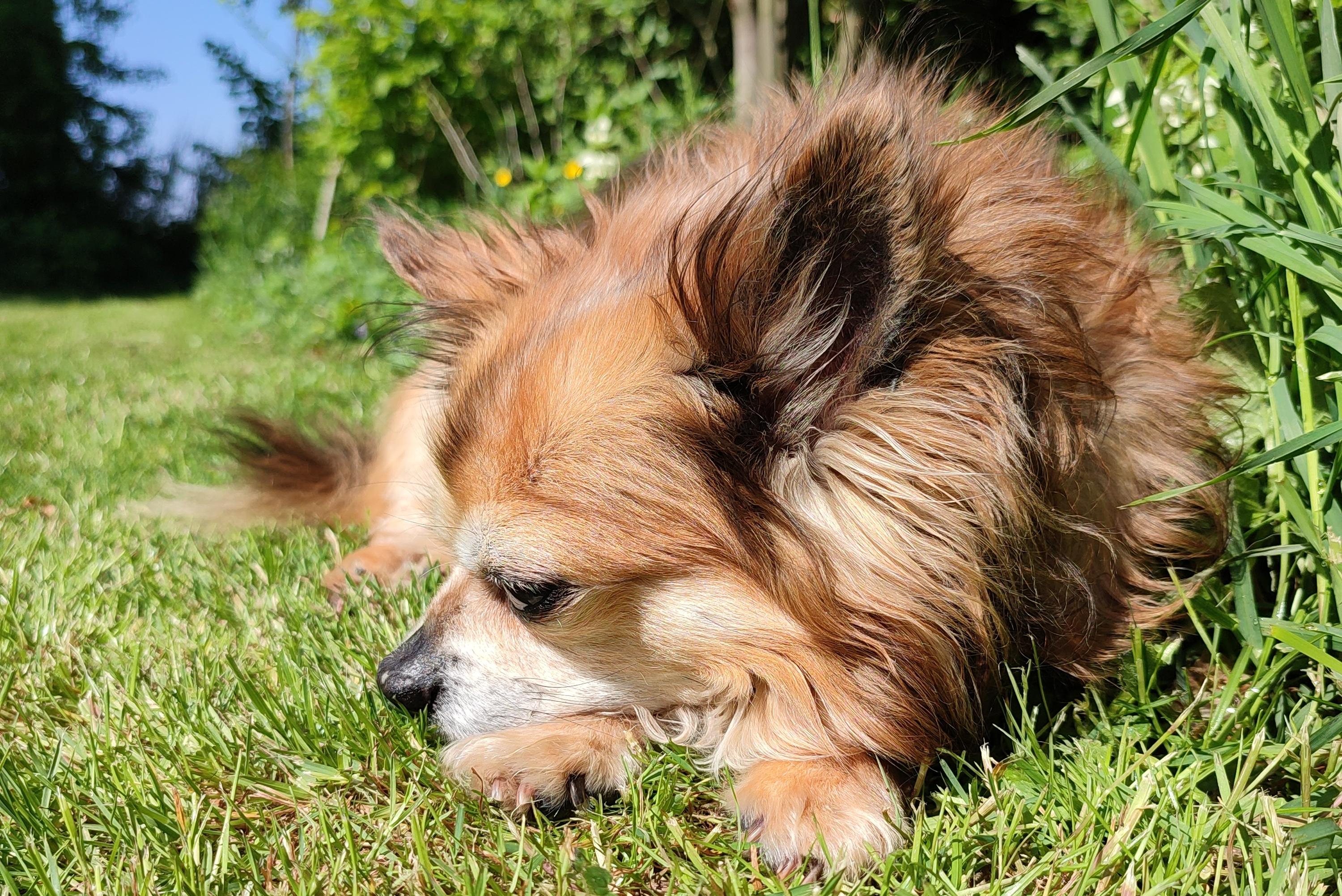 Chihuahua enjoying the outdoors