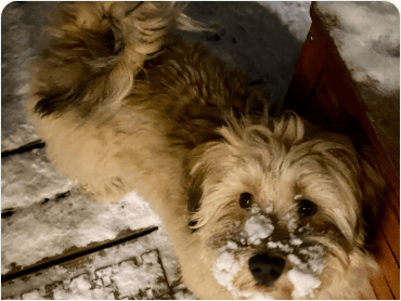 Havanese dog outdoors