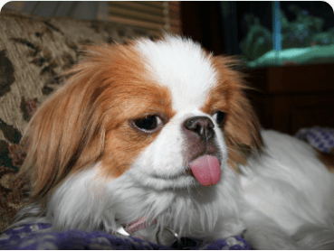 Japanese Chin outdoors