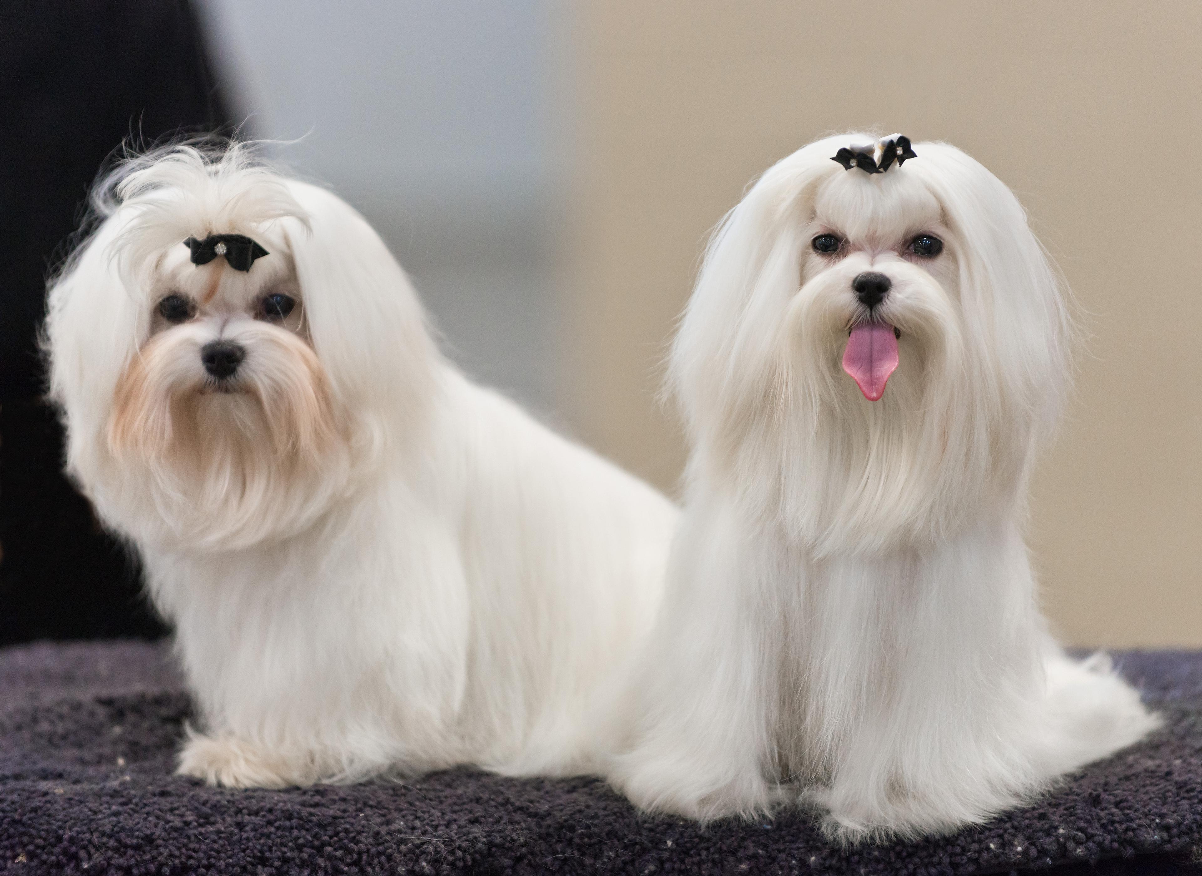 Maltese dog outdoors