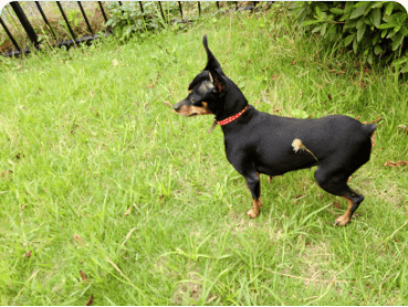 Miniature Pinscher in a grassy park