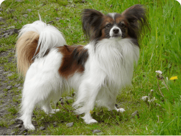 Papillon standing outdoors