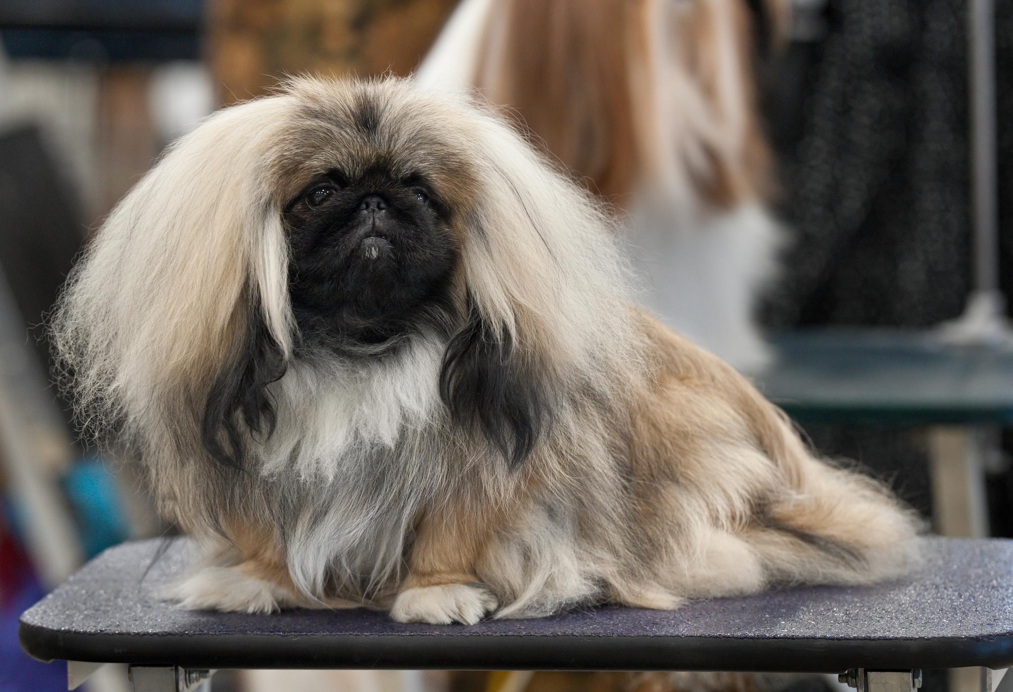 Pekingese dog outdoors