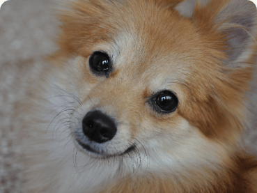 Pomeranian standing outdoors
