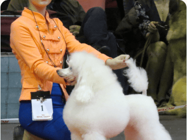 Toy Poodle outdoors