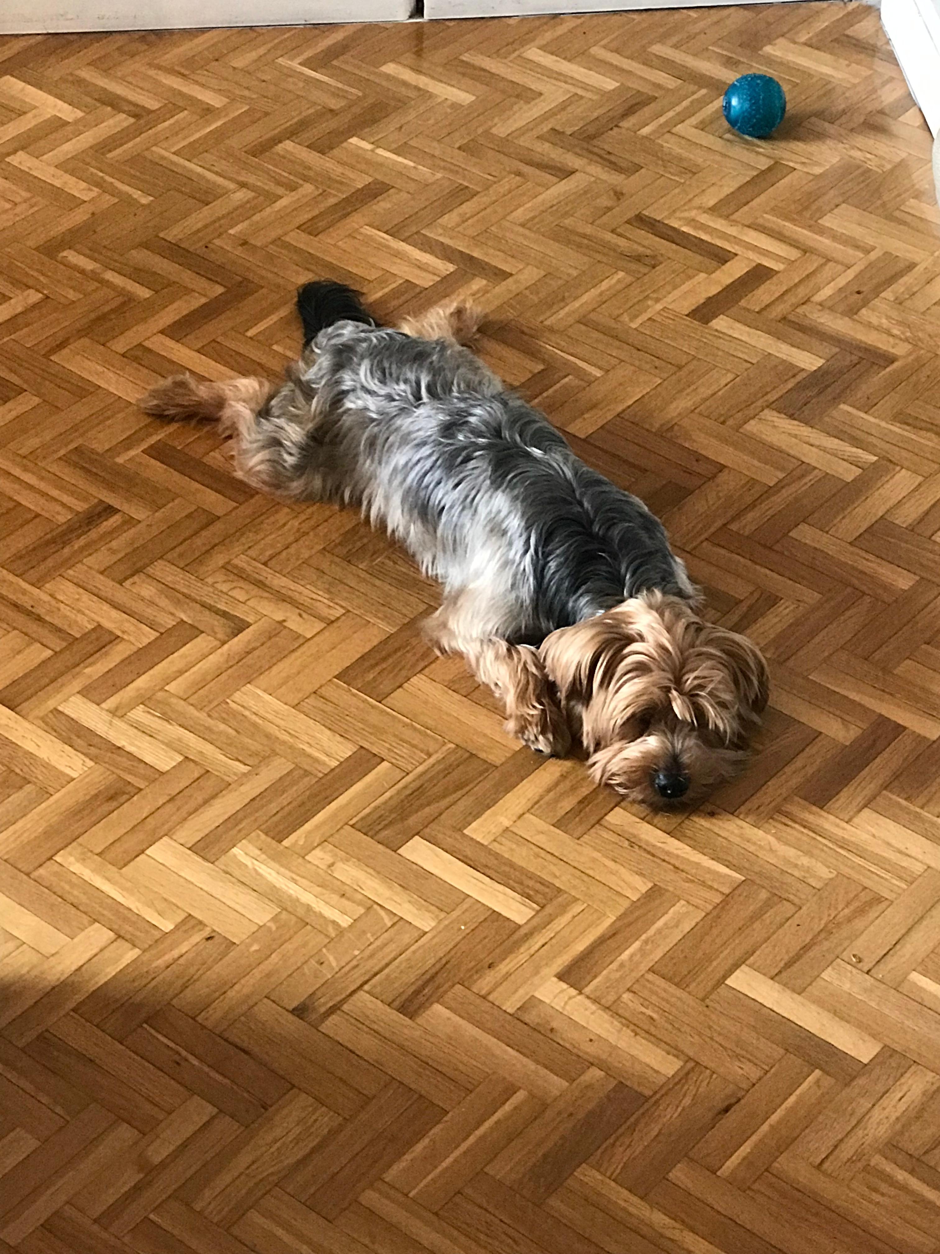 Yorkshire Terrier outdoors